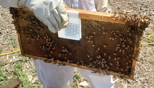 beehive heat sensor