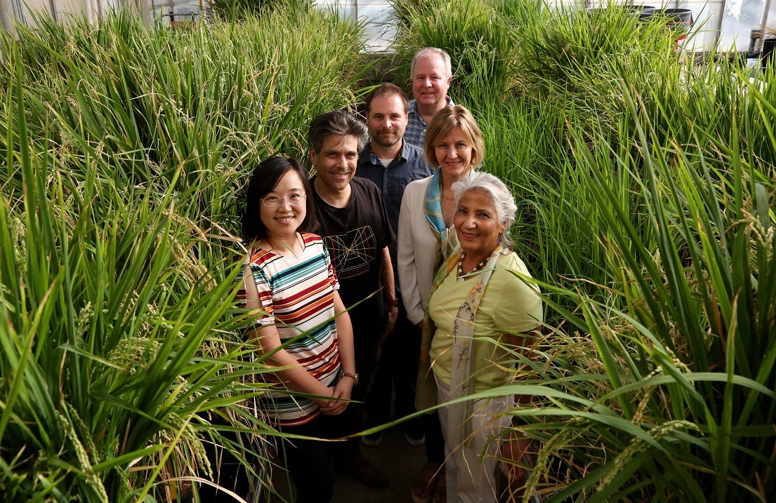 Flood-tolerant rice